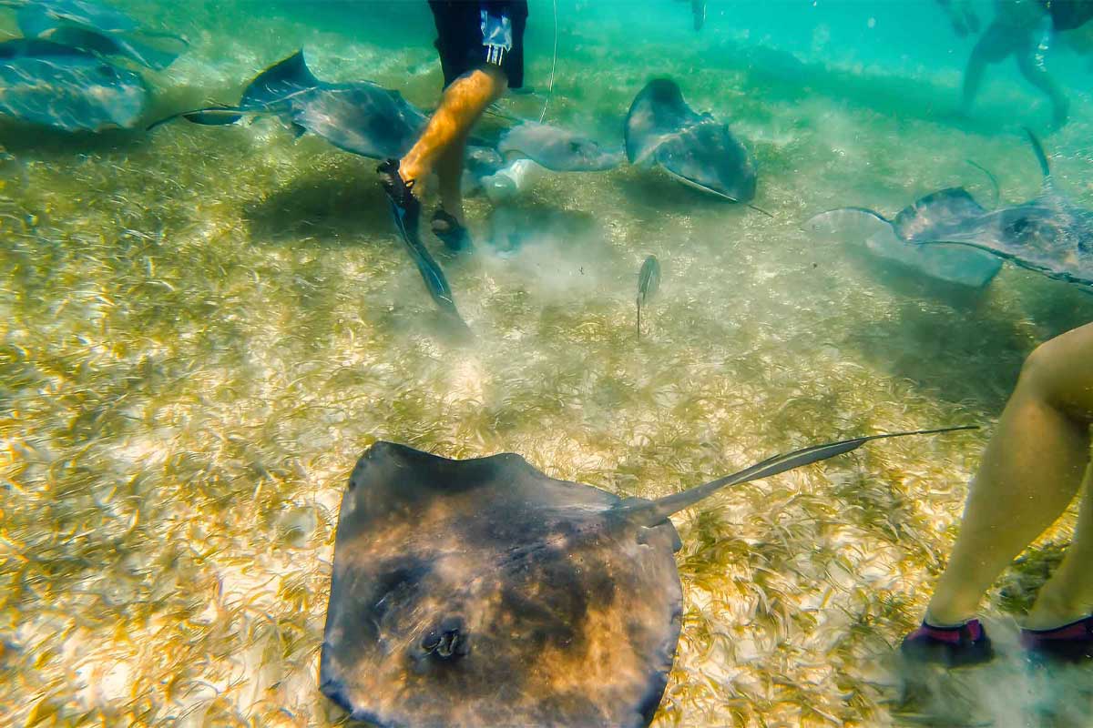 Reef-Adventure-Belize Group snorkeling on Ambergris Caye snorkeling trips near the Belize Barrier Reef