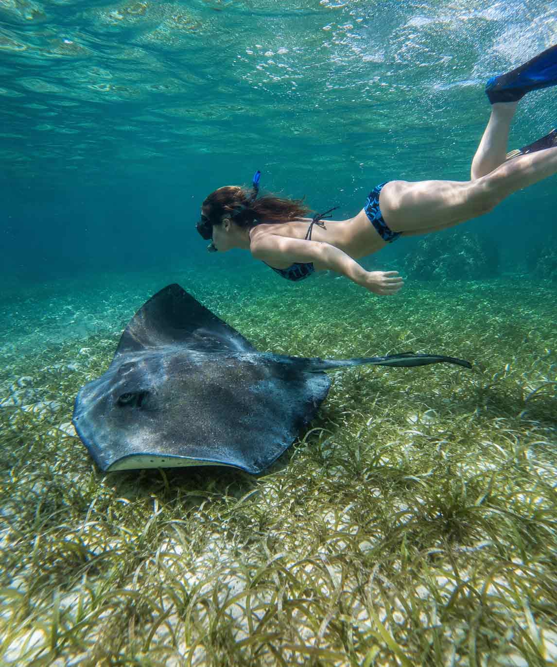 Snorkeing-in-Belize - Authentic Travel Belize Young woman snorkeling with a stingray in the Belize Barrier Reef during a Belize Sailing Vacations adventure in crystal-clear Caribbean waters.