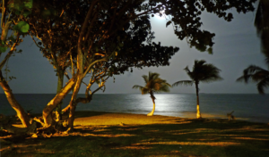 Corozal Bay - Authentic Travel Belize Moonlit beach at night with calm water, palm trees on the shore, and warm ground lighting illuminating the trunks in the foreground.