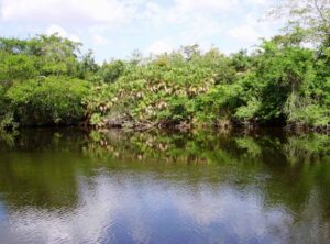 New-River-Orange-Walk-Belize - Authentic Travel Belize