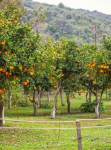 Orange-Plantation-Belize - Authentic Travel Belize Orchard with orange trees bearing ripe fruit, open grassy ground, and a rope-and-post fence in the foreground; hills in the background.