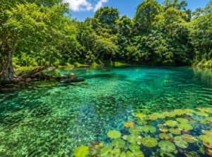 Shipstern-Reserve - Authentic Travel Belize Clear turquoise lake edged by dense green trees, with lily pads floating on the water surface.