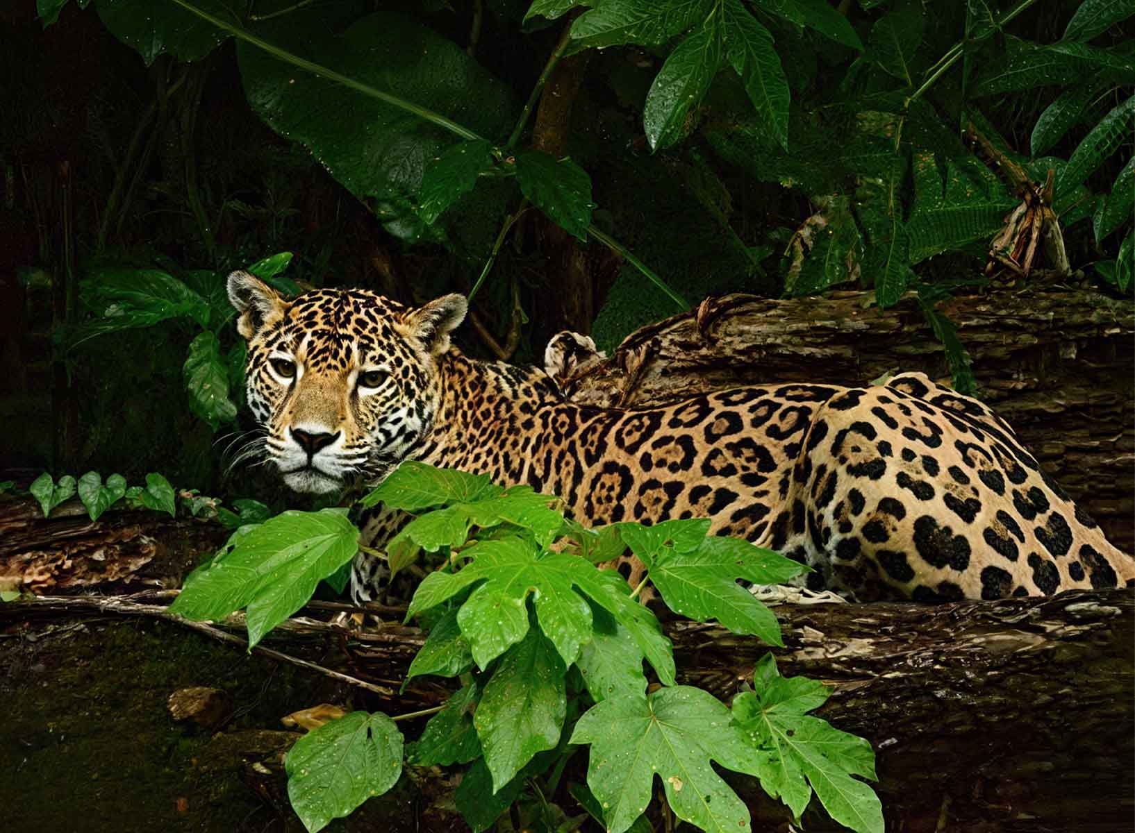 Belize-Jaguar - Authentic Travel Belize Jaguar resting among dense jungle foliage during a Belize Rainforest, Reef & Wildlife journey focused on realistic wildlife interpretation.