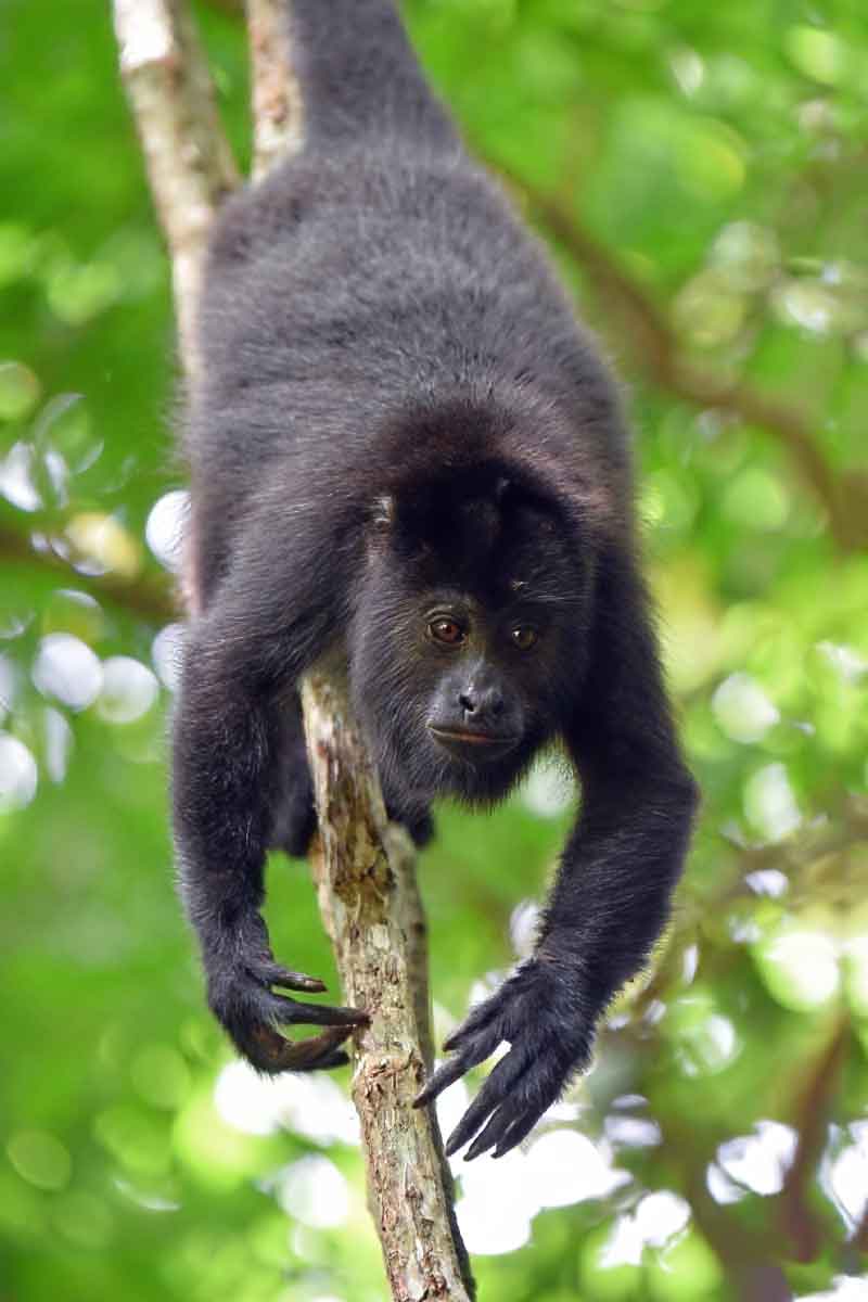 Black-Howler-Monkey - Authentic Travel Belize Black howler monkey in the Belize rainforest during a Belize luxury and boutique travel wildlife experience.