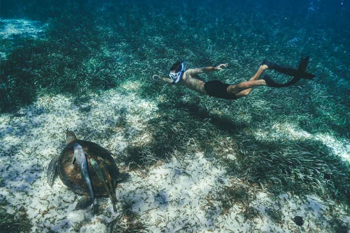 Belize Luxury and Boutique Travel Reef Experience - Authentic Travel Belize Snorkeler observing a sea turtle in clear Caribbean waters during a Belize luxury and boutique travel experience.